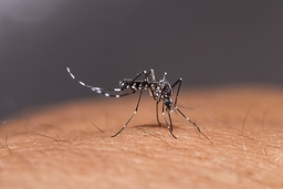 Fever and Joint Pain That Won’t Go Away? It Could Be Chikungunya