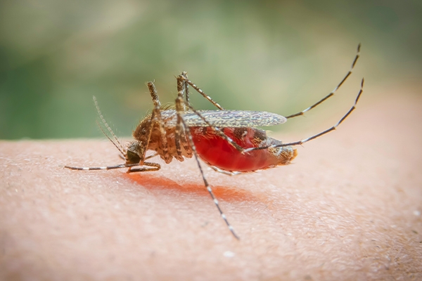 Beware of Malaria: An Old Disease That Still Lurks