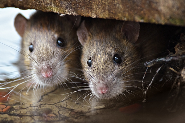 Leptospirosis: A Health Threat Lurking After Floods
