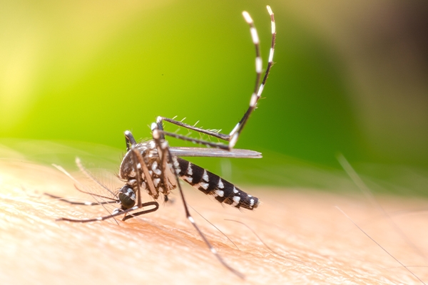 Yellow Fever is an infectious disease caused by the Flavivirus and transmitted through the bite of infected mosquitoes. 